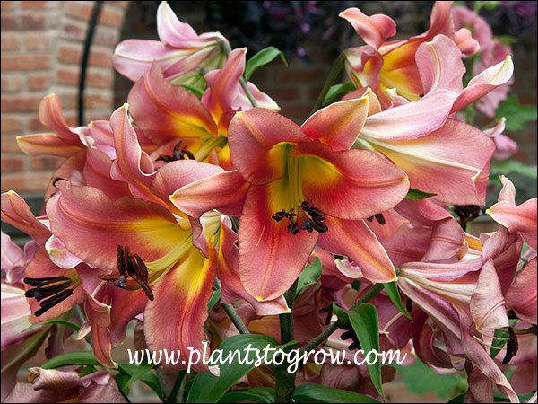 'Satisfaction' Orienpet Lily 
These plants were 4-5 feet tall